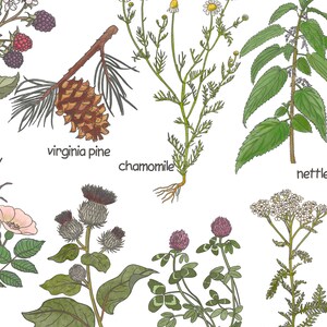 K&ouml;nnte beinhalten: Illustration verschiedener Pflanzen und Blumen, darunter Kamille, Brennnessel, Virginia-Kiefer, Klette, Klee und Schafgarbe. Die Pflanzen sind in einem realistischen Stil mit detaillierten Bl&auml;ttern, Bl&uuml;ten und Stielen gezeichnet.