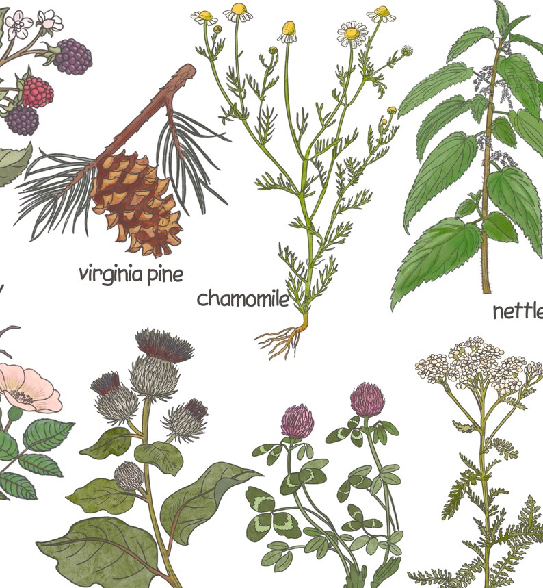 K&ouml;nnte beinhalten: Illustration verschiedener Pflanzen und Blumen, darunter Kamille, Brennnessel, Virginia-Kiefer, Klette, Klee und Schafgarbe. Die Pflanzen sind in einem realistischen Stil mit detaillierten Bl&auml;ttern, Bl&uuml;ten und Stielen gezeichnet.