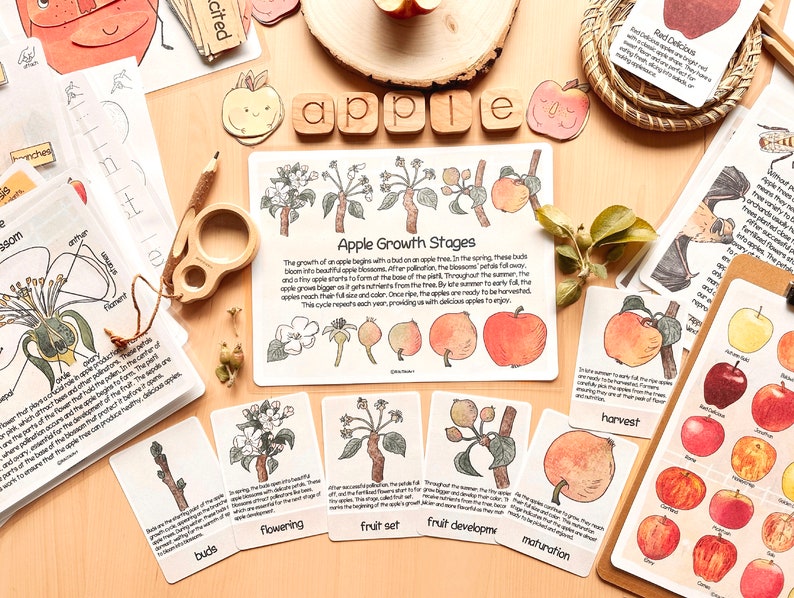Op de afbeelding: Een set educatieve kaarten die de groeifasen van een appel illustreren, van knop tot oogst. De kaarten bevatten kleurrijke illustraties en tekst die elke fase beschrijft. De kaarten zijn gelabeld met de woorden "knoppen", "bloei", "vruchtzetting", "vruchtontwikkeling", "rijping" en "oogst".