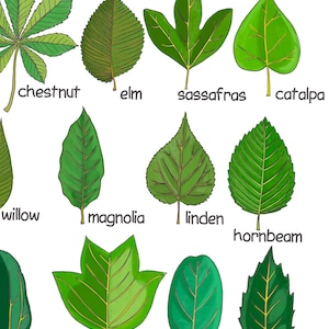 Trees Leaves Poster Homeschool Educational Posters Montessori Printable ...