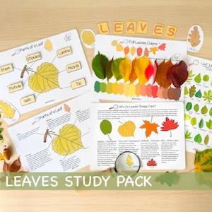 Leaves Unit Study Bundle Anatomy of a Leaf Charlotte Mason Nature Study Learning Activities for Preschool Fall Leaves Educational Materials