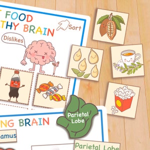 Human Brain Anatomy Bundle, Printable Homeschool Curriculum Preschool ...