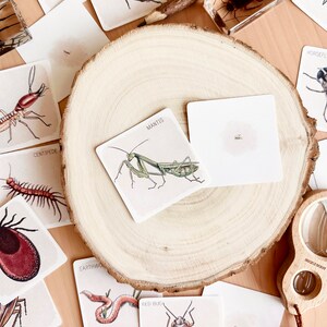 May include: A set of illustrated insect flash cards with names like termite, centipede, mantis, and horsefly. The cards are on a wooden surface with a magnifying glass.