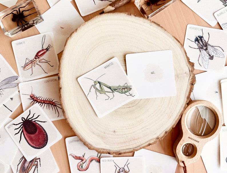 May include: A set of illustrated insect flash cards with names like termite, centipede, mantis, and horsefly. The cards are on a wooden surface with a magnifying glass.