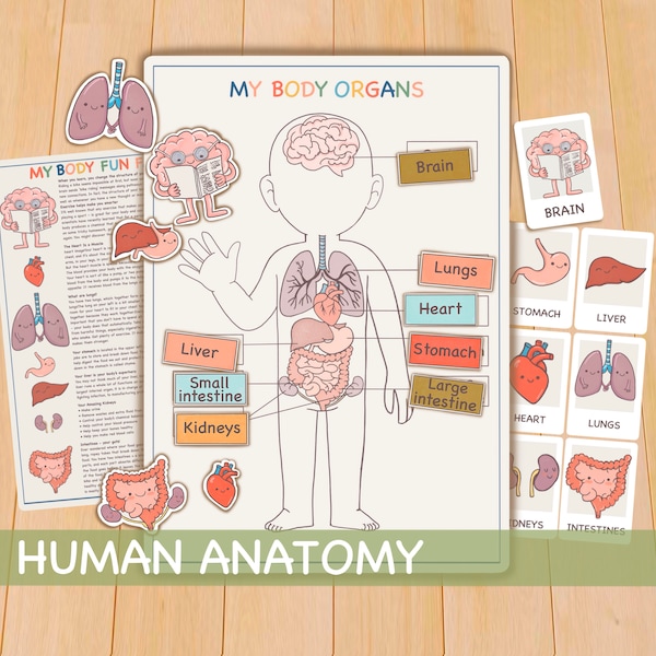 Actividad de anatomía humana, materiales Montessori para educación en el hogar, plan de estudios preescolar imprimible