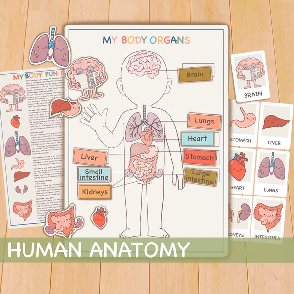 Human Anatomy Activity, Homeschool Montessori Materials, Printable Preschool Curriculum