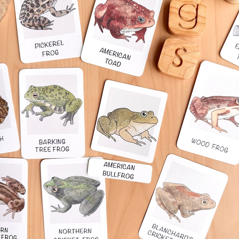 May include: A set of 10 flash cards featuring illustrations of different types of frogs, with their common names printed below each image. The cards are white with black text and are arranged on a wooden surface.