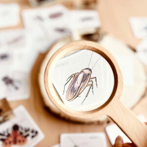 May include: A magnifying glass with a wooden handle is being used to look at a card with a drawing of a cockroach. The card says "Cockroach" at the top.