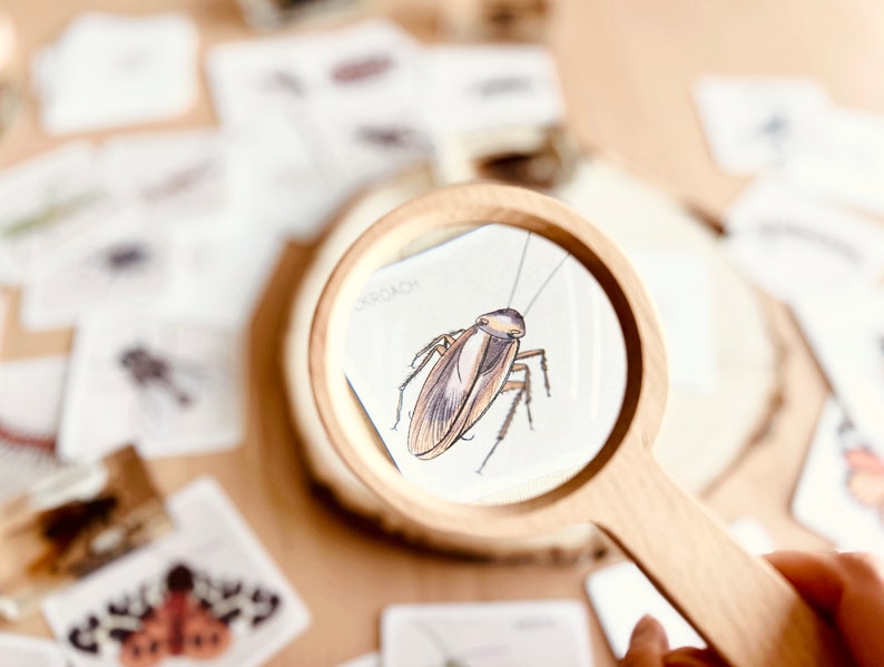 May include: A magnifying glass with a wooden handle is being used to look at a card with a drawing of a cockroach. The card says "Cockroach" at the top.