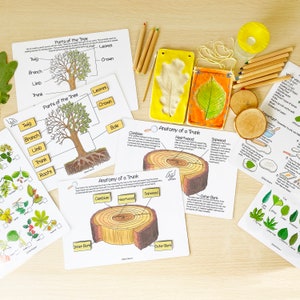 K&ouml;nnte beinhalten: Ein Satz von druckbaren Arbeitsbl&auml;ttern zur Anatomie eines Baumes. Die Arbeitsbl&auml;tter enthalten Illustrationen der Teile eines Baumes, darunter Bl&auml;tter, Krone, Zweig, Ast, Stamm, Rinde, Kambium, Kernholz, Splintholz und &auml;u&szlig;ere Rinde. Die Arbeitsbl&auml;tter enthalten auch ein Diagramm eines Querschnitts eines Baumstamms.