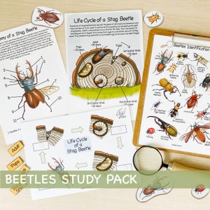 Beetles Unit Study Homeschool Learning Bundle Charlotte Mason Printable Resources Nature Studies Preschool Curriculum Educational Activities