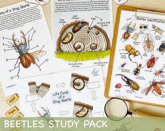 Op de afbeelding: Een kleurrijk, printbaar educatief pakket over kevers. Het pakket bevat een levenscyclusdiagram van een hertenkever, een diagram van de anatomie van een hertenkever en een keveridentificatiekaart met illustraties van verschillende soorten kevers.