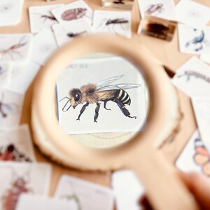 May include: A magnifying glass is positioned over a card with a detailed illustration of a bee. The card is surrounded by other cards with various insect illustrations.