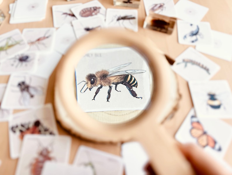 May include: A magnifying glass is positioned over a card with a detailed illustration of a bee. The card is surrounded by other cards with various insect illustrations.