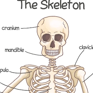 Human Skeleton Poster for Kids Human Bones Downloadable Prints ...