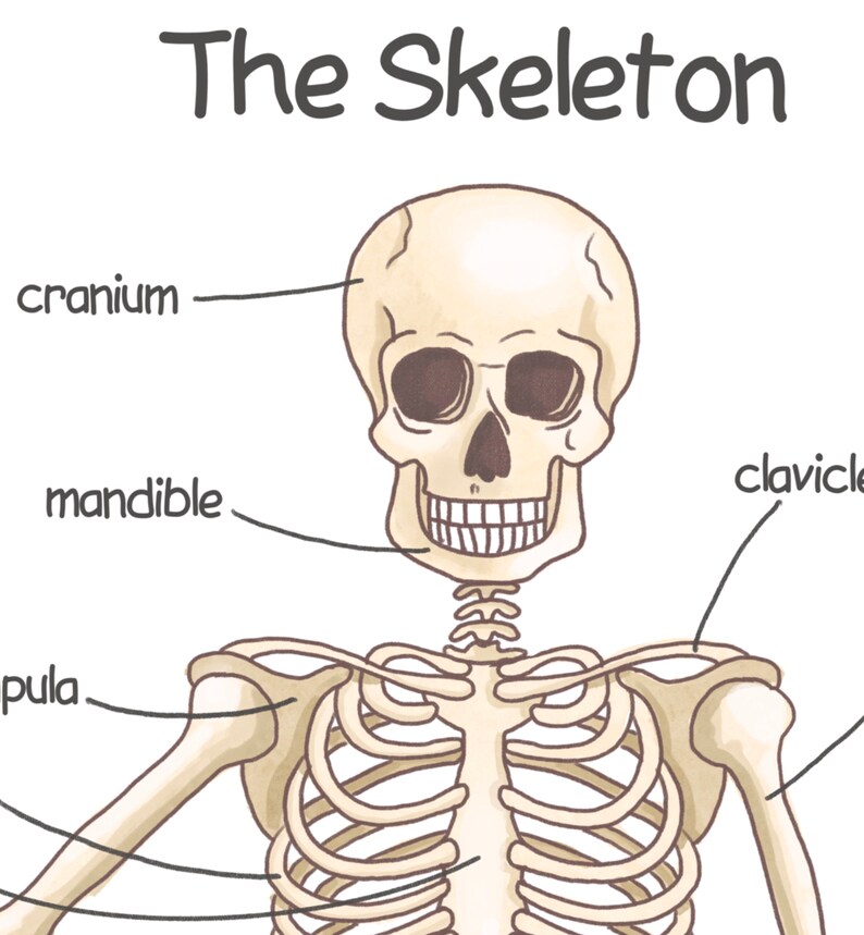 K&ouml;nnte beinhalten: Ein beschriftetes Diagramm eines menschlichen Skeletts, das Sch&auml;del, Unterkiefer, Schl&uuml;sselbein und Schulterblatt zeigt.