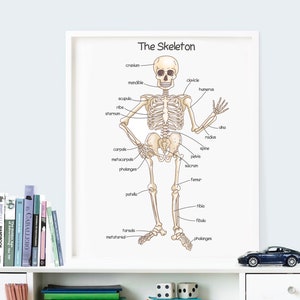 K&ouml;nnte beinhalten: Ein wei&szlig;es Poster mit einer beschrifteten Illustration des menschlichen Skeletts. Das Poster tr&auml;gt den Titel "The Skeleton" und Beschriftungen f&uuml;r jeden Knochen, darunter Sch&auml;del, Unterkiefer, Schl&uuml;sselbein, Oberarmknochen, Elle, Speiche, Handwurzelknochen, Mittelhandknochen, Fingerknochen, Schulterblatt, Rippen, Brustbein, Wirbels&auml;ule, Becken, Kreuzbein, Oberschenkelknochen, Kniescheibe, Schienbein, Wadenbein, Fu&szlig;wurzelknochen und Mittelfu&szlig;knochen.