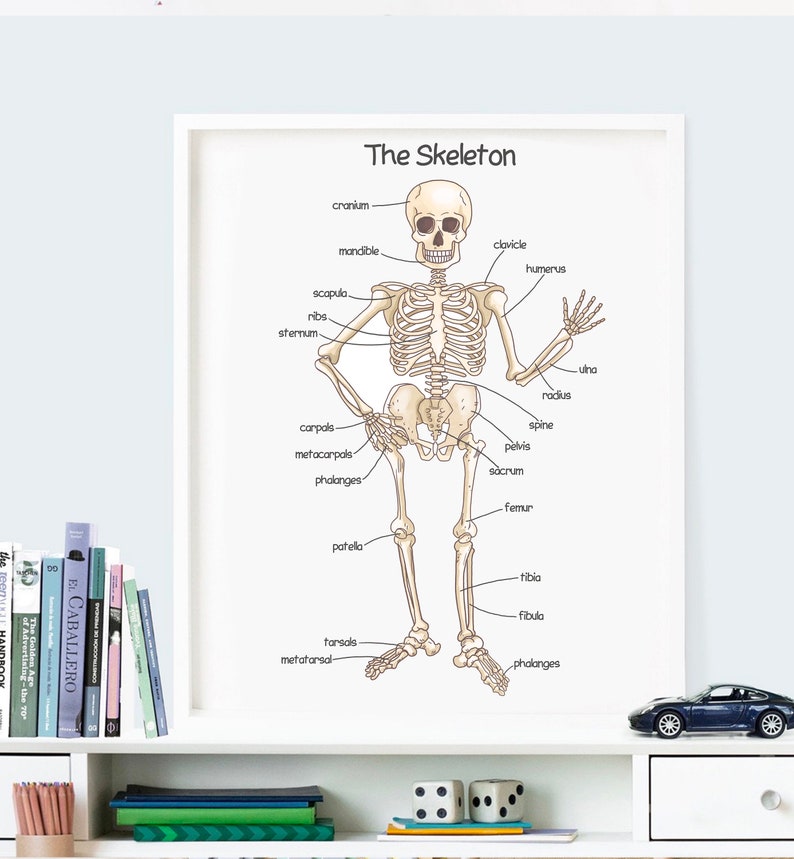 K&ouml;nnte beinhalten: Ein wei&szlig;es Poster mit einer beschrifteten Illustration des menschlichen Skeletts. Das Poster tr&auml;gt den Titel "The Skeleton" und Beschriftungen f&uuml;r jeden Knochen, darunter Sch&auml;del, Unterkiefer, Schl&uuml;sselbein, Oberarmknochen, Elle, Speiche, Handwurzelknochen, Mittelhandknochen, Fingerknochen, Schulterblatt, Rippen, Brustbein, Wirbels&auml;ule, Becken, Kreuzbein, Oberschenkelknochen, Kniescheibe, Schienbein, Wadenbein, Fu&szlig;wurzelknochen und Mittelfu&szlig;knochen.