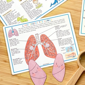 Ensemble du système respiratoire Anatomie humaine Feuilles de travail préscolaire Activités pour tout-petits École à la maison Imprimables éducatives Apprentissage du corps humain image 6