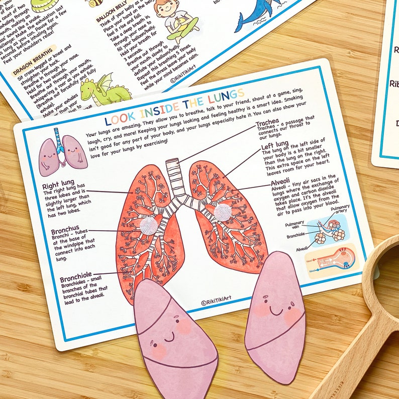 Respiratory System Bundle Human Anatomy Preschool Worksheets Toddler Activities Homeschool Educational Printables Human Body Learning image 6