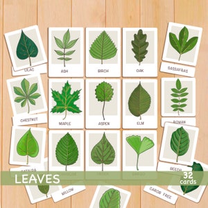 Feuilles Cartes Flash Identification des feuilles Éducation Montessori Ressources pour l'école à la maison Étude des feuilles Cartes Flash pour tout-petits Décor de salle de classe imprimable
