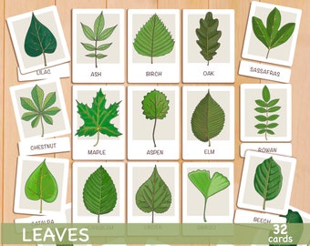 Leaves Flash Cards Leaf Identification Montessori Education Homeschool Resources Leaf Study Toddler Flash Cards Printable Classroom Decor