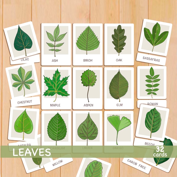 Leaves Flash Cards Leaf Identification Montessori Education Homeschool Resources Leaf Study Toddler Flash Cards Printable Classroom Decor