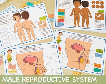 Mannelijk voortplantingssysteem Leerbundel Menselijke anatomie Drukke bundel Over mij Voorschoolse afdrukbare peuteractiviteiten Homeschool-bronnen