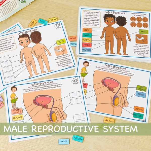 Männliches Fortpflanzungssystem Lernbündel Menschliche Anatomie Beschäftigtes Bündel Über mich Vorschuldruckbare Kleinkindaktivitäten Homeschool-Ressourcen