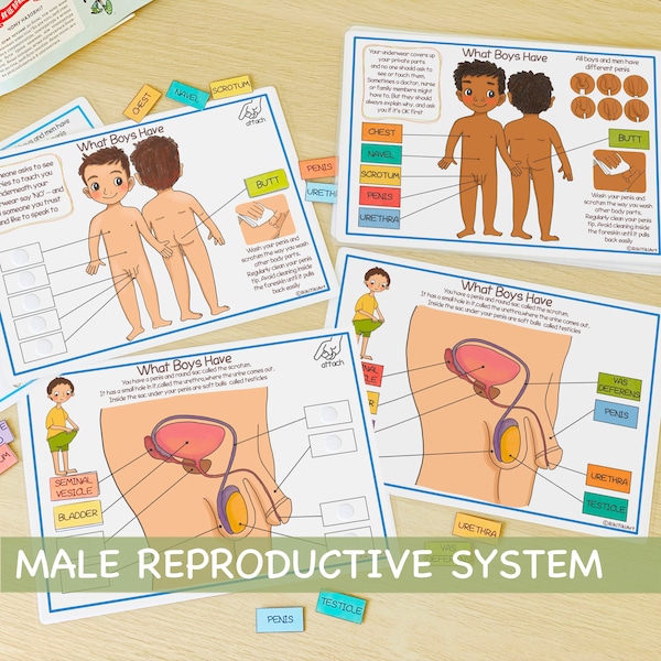 Männliches Fortpflanzungssystem Lernbündel Menschliche Anatomie Beschäftigtes Bündel Über mich Vorschuldruckbare Kleinkindaktivitäten Homeschool-Ressourcen