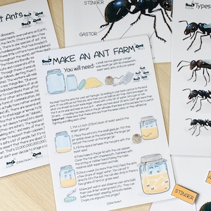 Ant Colony Nature Study Bundle Charlotte Mason Learning Materials Ant ...