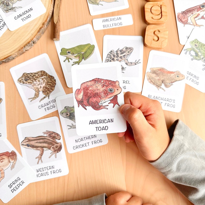 May include: A set of flashcards featuring different types of frogs and toads. The cards are white with black text and illustrations of the amphibians. The cards include names like "American Toad", "Spring Peeper", "Western Chorus Frog", "Northern Cricket Frog", "Crawfish Frog", "Blanchard's Cricket Frog", "American Bullfrog", and "Barking Tree Frog".