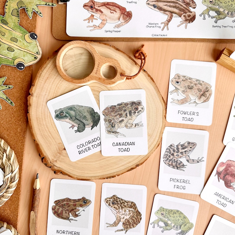 May include: A set of 10 illustrated flash cards featuring different types of frogs and toads. The cards are white with black text and colorful illustrations of the amphibians. The cards are arranged on a wooden surface.