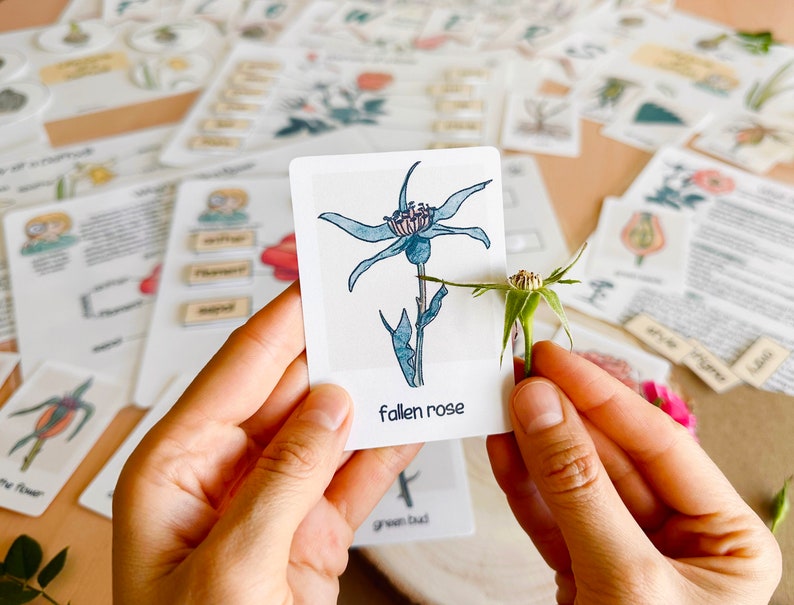 May include: A white card with a blue flower illustration and the text "fallen rose" and "green bud". A hand is holding a green bud next to the card.