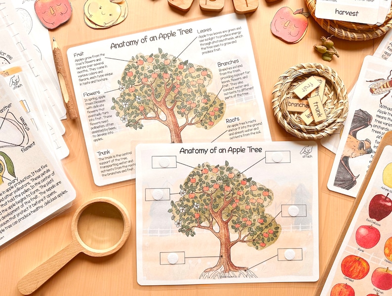 Op de afbeelding: Een educatieve kaart voor kinderen over de anatomie van een appelboom. De kaart toont een kleurrijke illustratie van een appelboom met labels voor de wortels, de stam, de takken, de bladeren, de bloemen en de vruchten. De kaart bevat ook een lege ruimte voor leerlingen om de namen van de verschillende delen van de boom in te vullen.