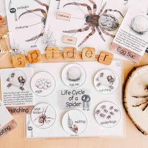 May include: Educational materials about spiders, featuring diagrams of spider anatomy and the life cycle. Includes wooden letter blocks spelling "spider" and illustrations of eggs, hatching, and spiderlings. The theme is educational and informative.