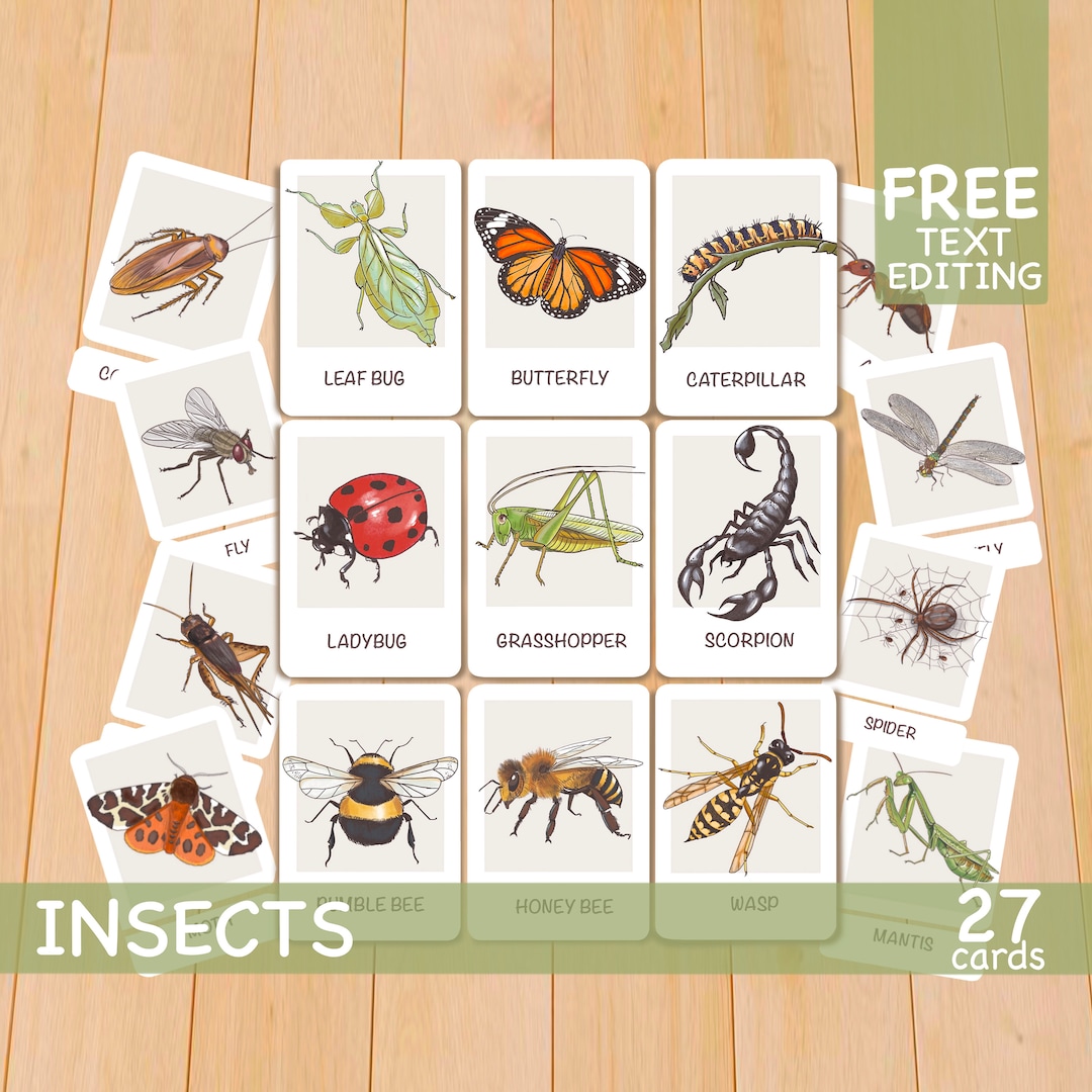 Insects Flashcards Printable Montessori Materials Preschool