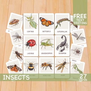 Flashcards de insetos, materiais Montessori para impressão, cartões flash para crianças pré-escolares