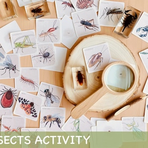 Insects Study Activity Montessori Spring Homeschool Activity Printable Toddler Flash Cards Nature Study Homeschool Decor Insects Flashcards