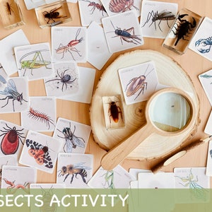 Insekten Studie Aktivität Montessori Frühling Homeschool Aktivität druckbare Kleinkind Lernkarten Naturstudie Homeschool Dekor Insekten Karteikarten