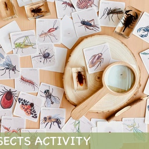 Insects Study Activity Montessori Spring Homeschool Activity Printable Toddler Flash Cards Nature Study Homeschool Decor Insects Flashcards