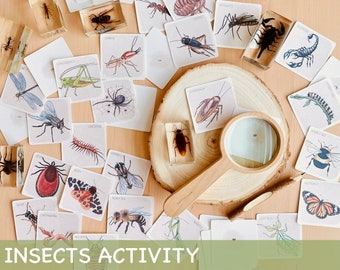 Insects Study Activity Montessori Spring Homeschool Activity Printable Toddler Flash Cards Nature Study Homeschool Decor Insects Flashcards