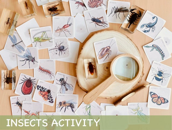 Insects Study Activity Montessori Spring Homeschool Activity Printable Toddler Flash Cards Nature Study Homeschool Decor Insects Flashcards