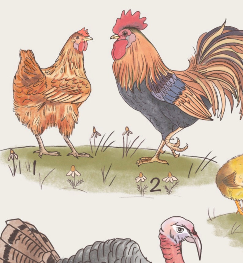 May include: A watercolour illustration of a cockerel and a hen standing in a field of green grass and white flowers. The cockerel is brown, black, and blue with a red comb and wattle. The hen is brown and orange. The number "2" is written in the bottom right corner of the image.