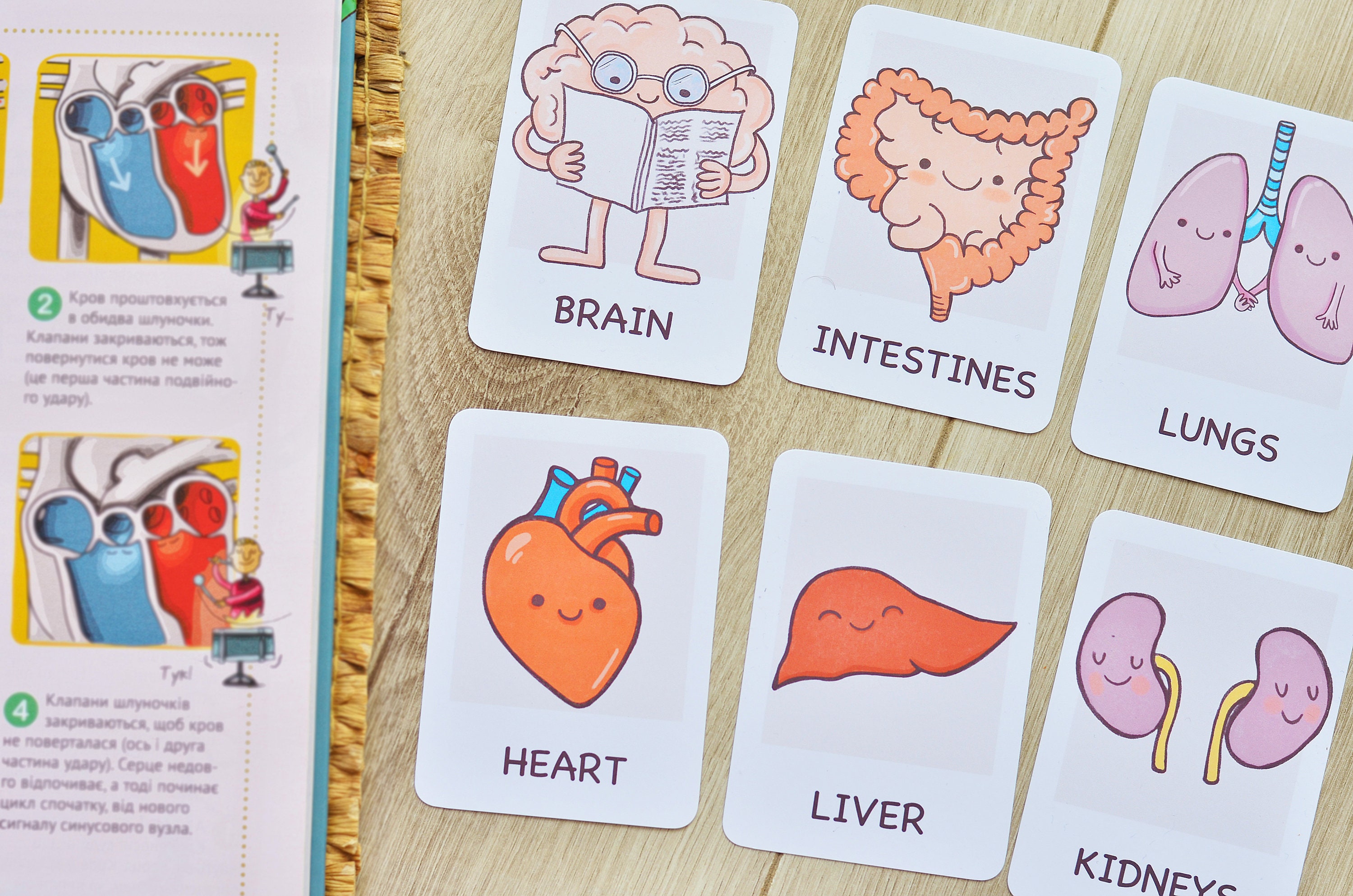 Human Organs Flashcards and Body Facts, Homeschool Montessori Materials ...