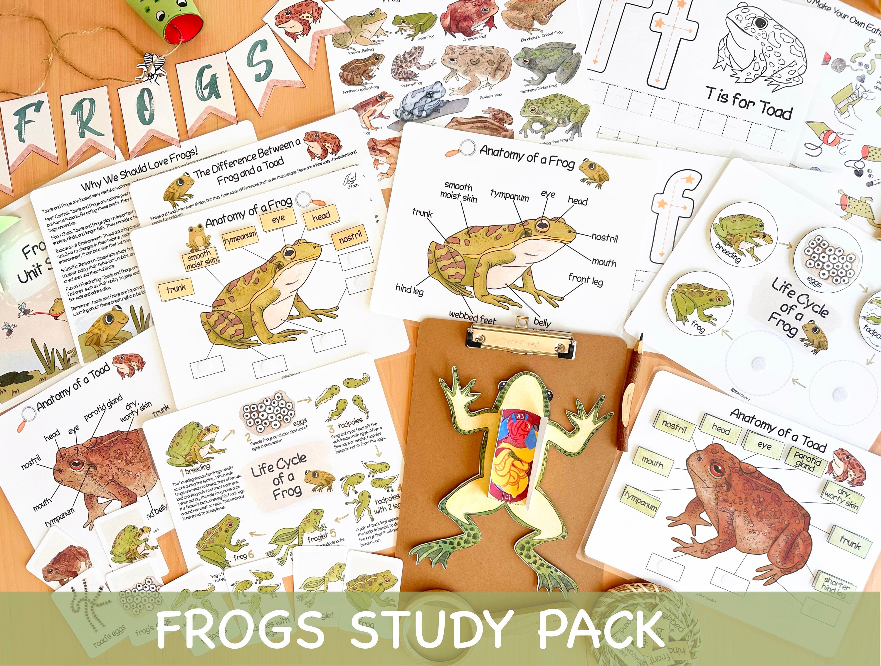 Frog Unit Study Homeschool Summer Activities Frog and Toad Life Cycle &  Anatomy Learning Bundle Nature Study Journal Science Homeschooling 