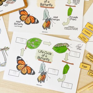 Butterfly Unit Study Bundle Charlotte Mason Nature Study Homeschool Learning Materials Educational Prints Butterfly Preschool Busy Binder image 3