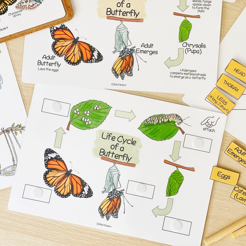 May include: A colorful life cycle of a butterfly chart with illustrations of eggs, caterpillar, chrysalis, and adult butterfly. The chart includes the text "Life Cycle of a Butterfly" and "attach".