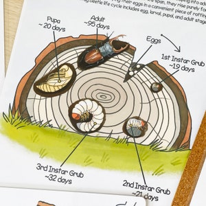 May include: Diagram showing the life cycle of a beetle, with illustrations of the egg, grub, pupa, and adult stages. The diagram is on a tree trunk cross-section with the text "Adult ~95 days", "Pupa ~20 days", "Eggs", "1st Instar Grub ~19 days", "2nd Instar Grub ~21 days", and "3rd Instar Grub ~32 days".