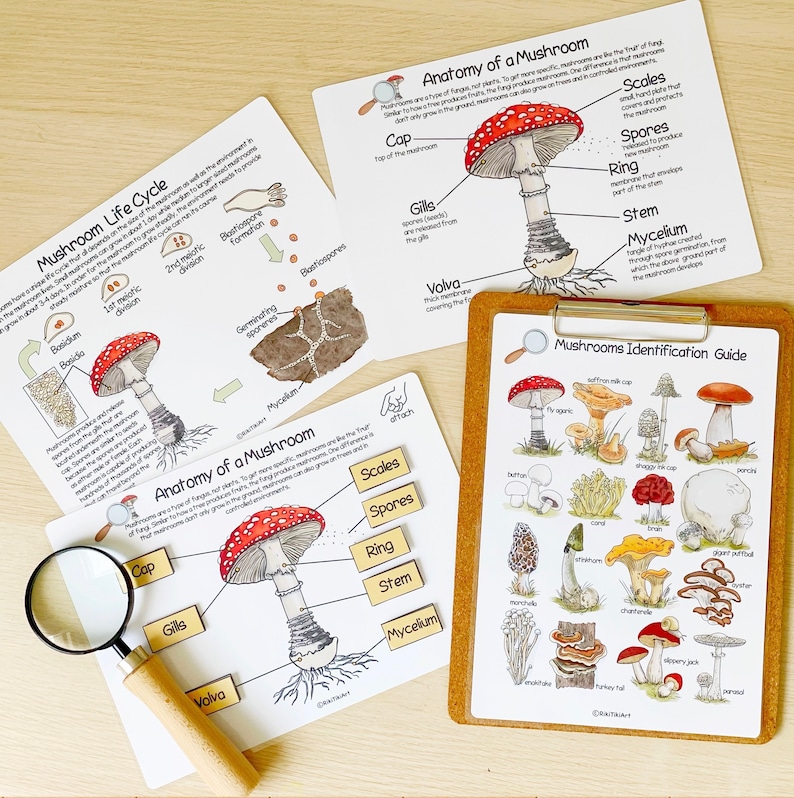 Druckbare Natur Journal Homeschool Lernmaterialien Charlotte Mason Natur Studie Vorschule Lehrplan Kleinkind beschäftigt Buch druckbar Bild 8